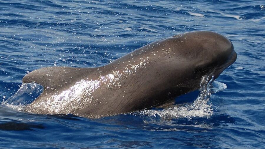 Tenerife: Eco-Yacht Whale and Dolphin Watching and Swimming - Travelin Lady: the eco-yacht built to keep things calm