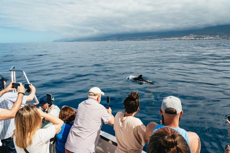 Tenerife: Eco-Yacht Whale and Dolphin Watching and Swimming - The Cave of Love stop: coast views plus quick story time