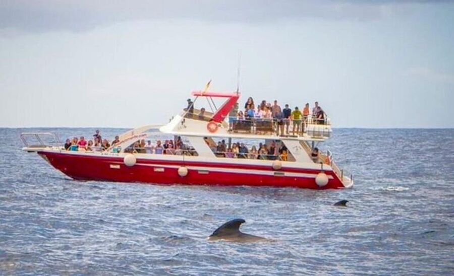 Tenerife: Eco-Yacht Whale and Dolphin Watching and Swimming - Swim and snorkel in a safety area packed with marine life