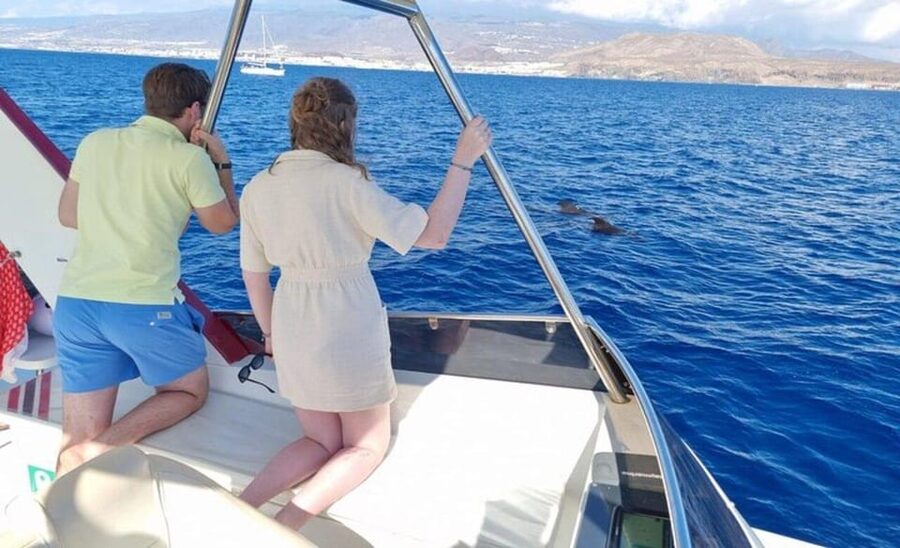 Tenerife: Eco-Yacht Whale and Dolphin Watching and Swimming - Ethical whale watching you can feel good about