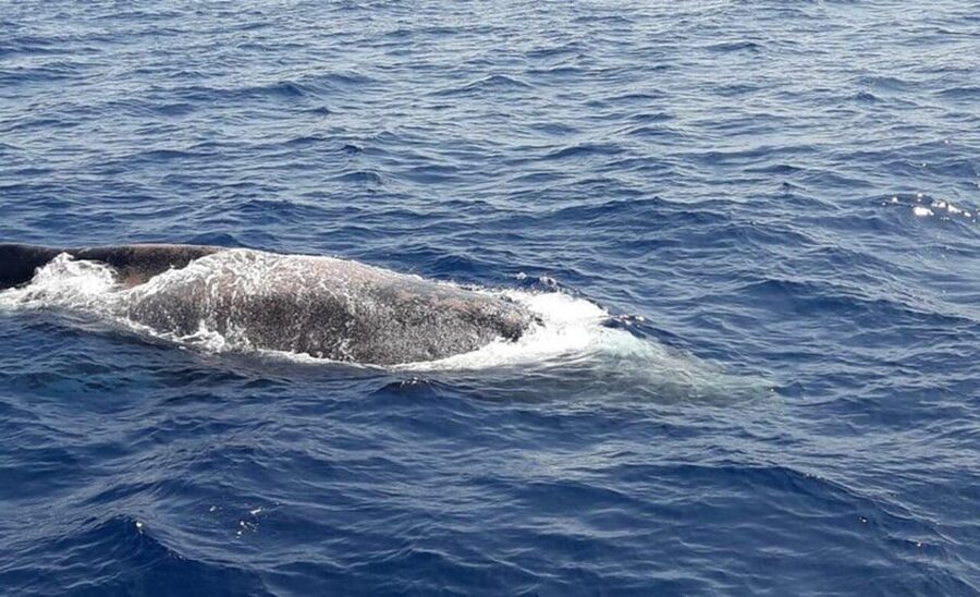 Tenerife: Eco-Yacht Whale and Dolphin Watching and Swimming - Price and value: why this $13 outing punches above its weight