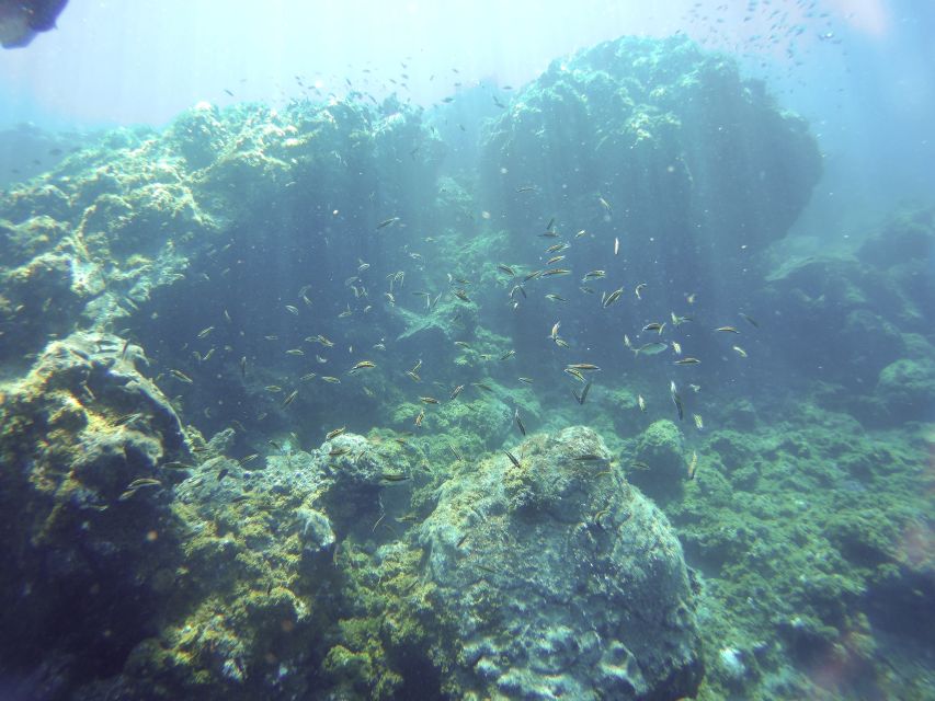 Tenerife Exclusive Snorkeling Trip with Marine Biologist - Finding the Best Water: Shore or Boat in Tenerife