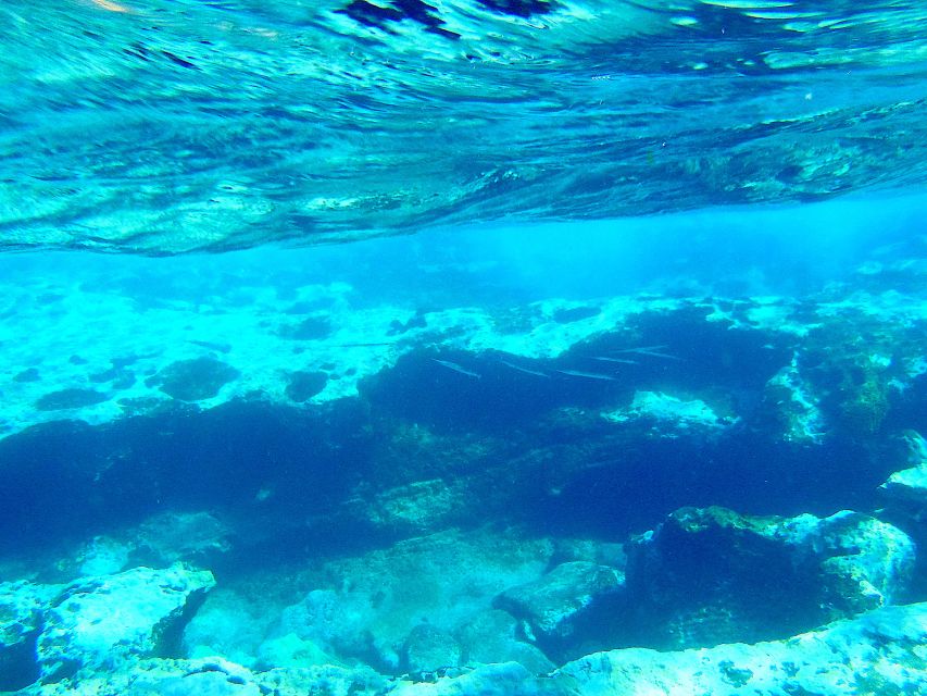 Tenerife Exclusive Snorkeling Trip with Marine Biologist - Meeting Your Marine Biologist: Species Spotting Made Easy