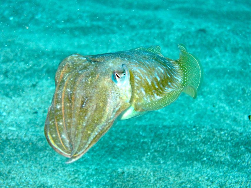 Tenerife Exclusive Snorkeling Trip with Marine Biologist - The Underwater Stops: What You’ll See Between Snorkel Times