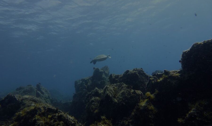 Tenerife Exclusive Snorkeling Trip with Marine Biologist - Should You Book This Tenerife Exclusive Snorkeling Trip?