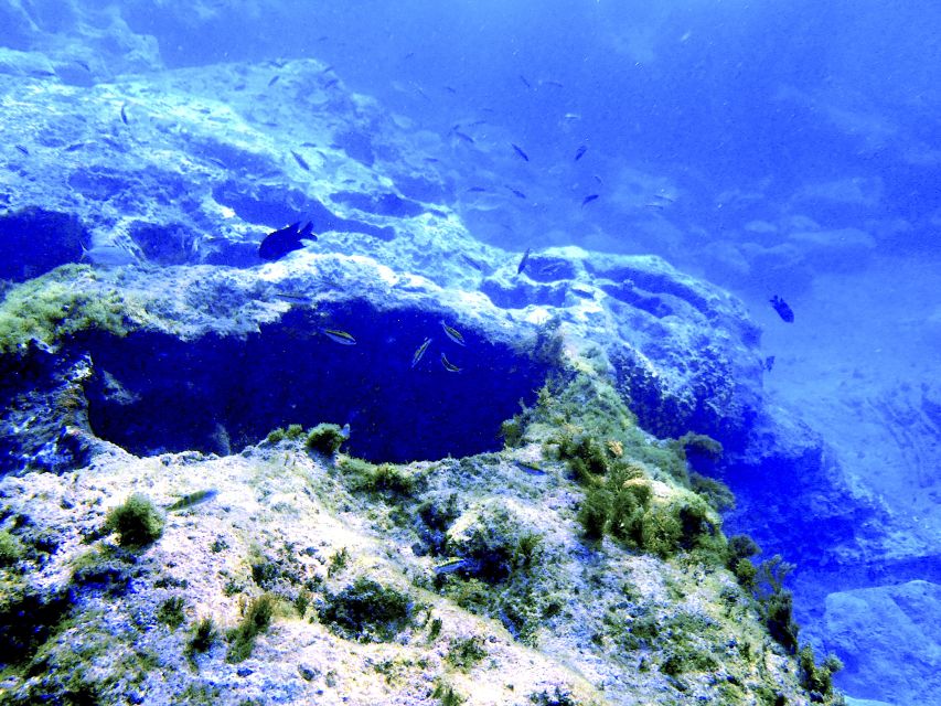 Tenerife Exclusive Snorkeling Trip with Marine Biologist - Gear, Paperwork, and First-Time Mask Fixes