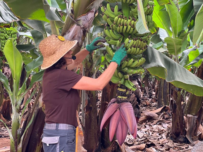 Tenerife: Finca Las Margaritas Banana Plantation Experience - Key highlights at a glance