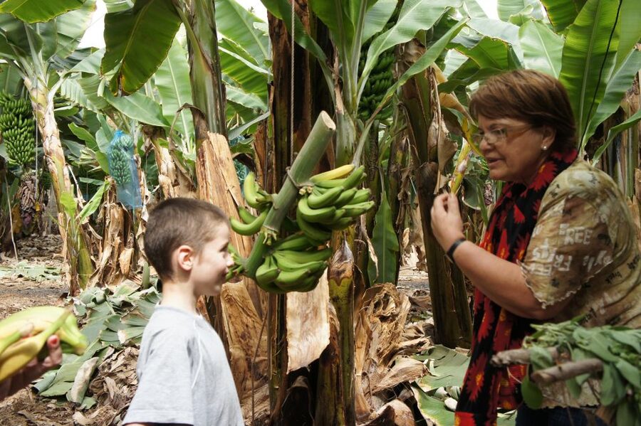 Tenerife: Finca Las Margaritas Banana Plantation Experience - Finca Las Margaritas: banana farm value in Tenerife for a small price