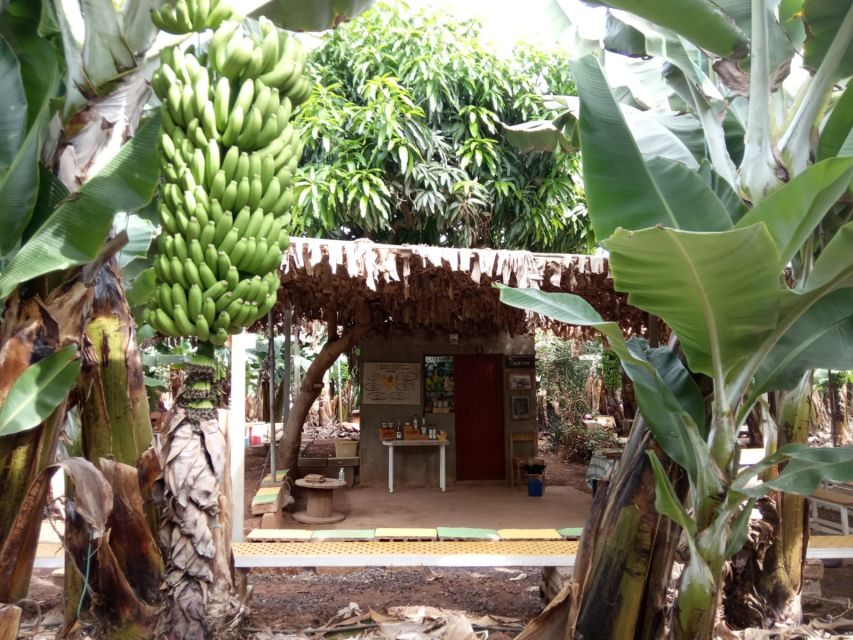 Tenerife: Finca Las Margaritas Banana Plantation Experience - Walking the plantation paths: what you’ll actually notice