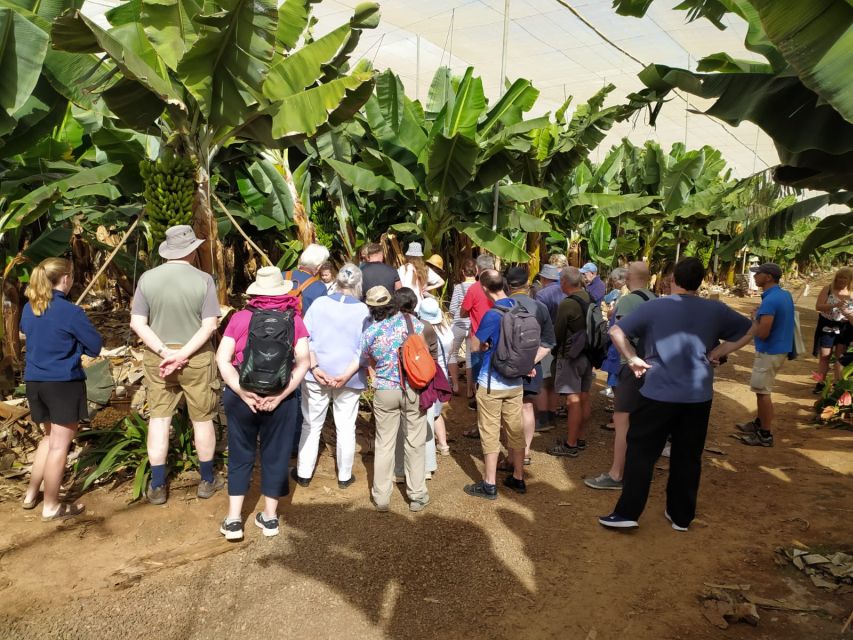 Tenerife: Finca Las Margaritas Banana Plantation Experience - More than bananas: banana leaves, shop time, and kid-friendly energy