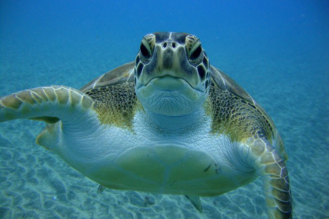 Tenerife First Time Scuba Dive – Turtle Habitat, Small Groups - Underwater session at 7 meters: how the instruction is paced for confidence
