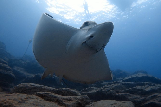 Tenerife First Time Scuba Dive – Turtle Habitat, Small Groups - Snorkeling safari afterward: warm lagoons, fish variety, and turtle chances