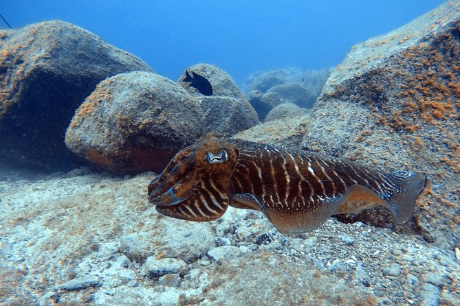 Tenerife First Time Scuba Dive – Turtle Habitat, Small Groups - Small groups and named instructors: why the staff attention shows up in the results