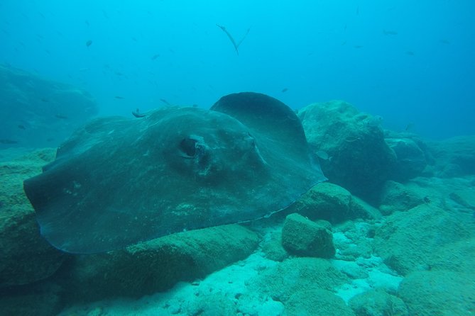 Tenerife First Time Scuba Dive – Turtle Habitat, Small Groups - Value for money: what $90.70 buys you, and what it doesn’t