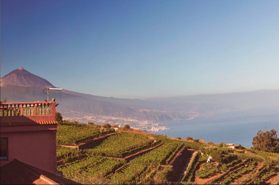 Tenerife: Full-Day Gastronomy and Wine Tour - Value at about $97: why this price can work (or not)