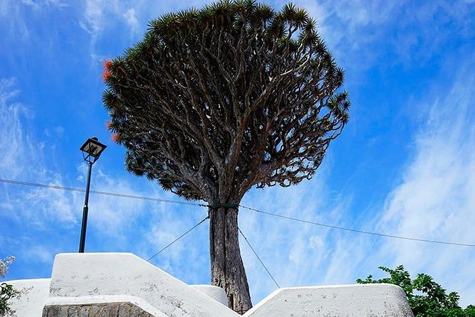 Tenerife Full Island Tour - Price and Logistics: What You’re Paying For (and What You Aren’t)