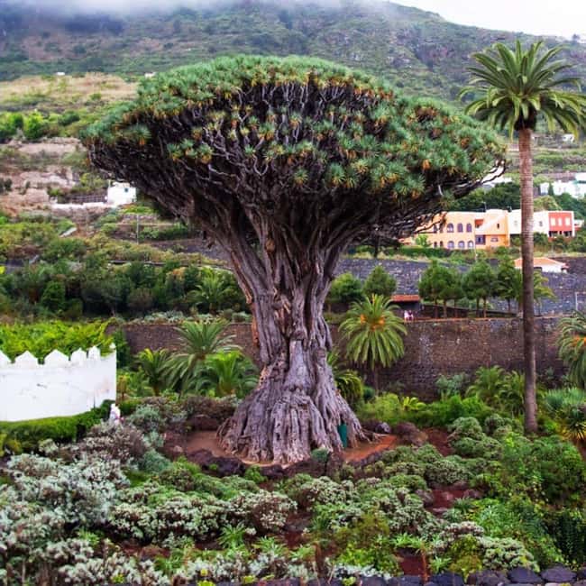 Tenerife: Full Private Island Tour, with departures from the south and north - Key highlights worth knowing