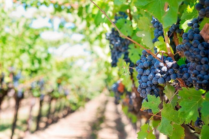 Tenerife Gastronomy Tour with Two Winery Visits and 4-Course Lunch - Pickup from the south: convenient, but start mentally prepared