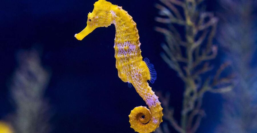 Tenerife: Gran Canaria Full-Day Guided Tour with Aquarium - Price and value: what your $138 is buying you