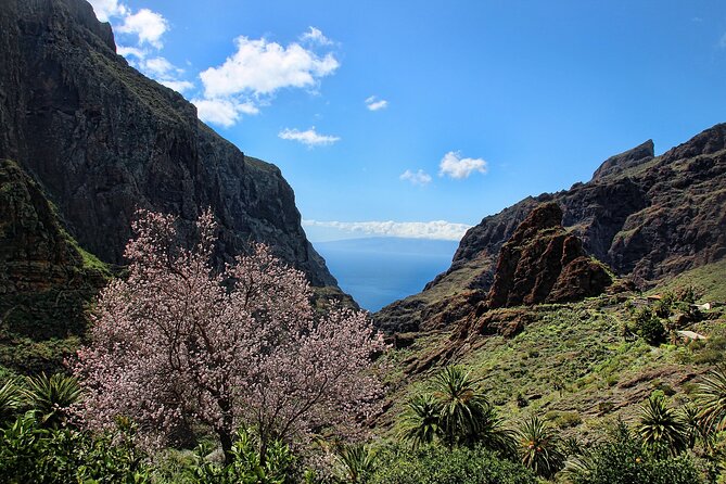 Tenerife Grand Tour: including Teide National Park and Masca - Garachico’s lava pools and old town: more looking than swimming