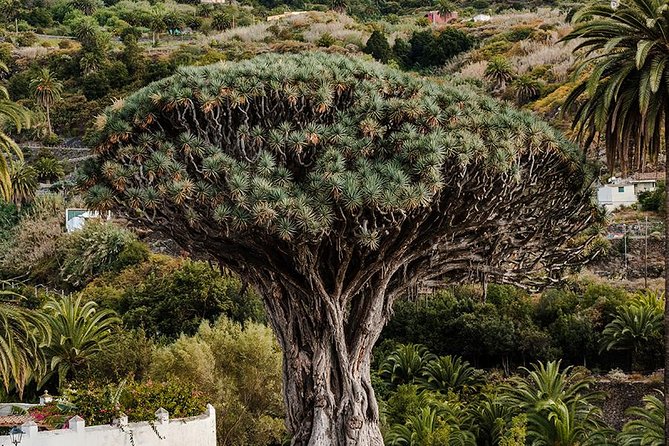 Tenerife Grand Tour: including Teide National Park and Masca - Pickup and timing: how to avoid the classic day-tour headache