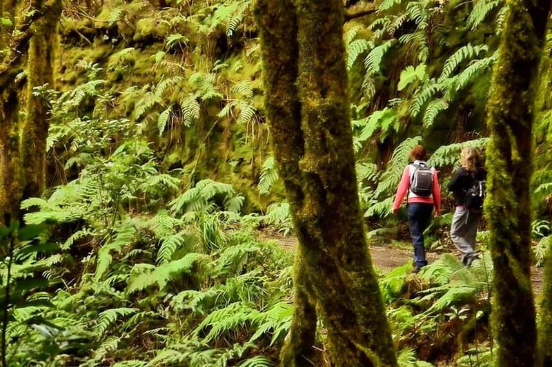 Tenerife: Guided hike in Anaga Rural Park - Key highlights worth your attention