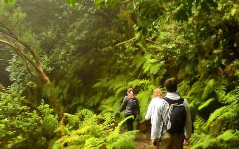 Tenerife: Guided hike in Anaga Rural Park - Why Anaga’s laurel forest still feels special