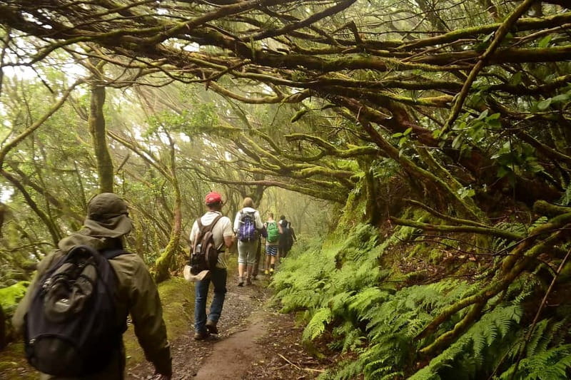 Tenerife: Guided hike in Anaga Rural Park - Should you book this Tenerife guided hike?