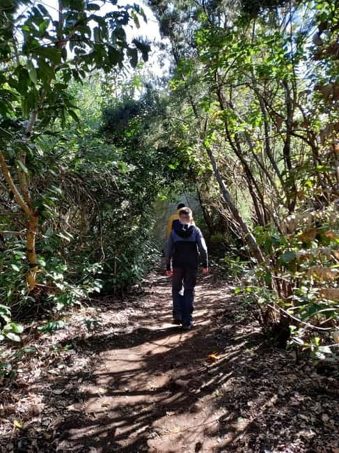 Tenerife: Guided hike in Anaga Rural Park - The 3-hour hike plan: what you’ll actually do