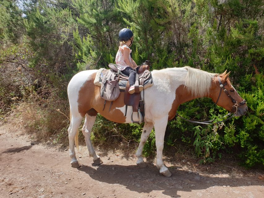 Tenerife: Guided Horseback Riding Tour to the Lomo Forest - Should you book this Tenerife horseback tour?