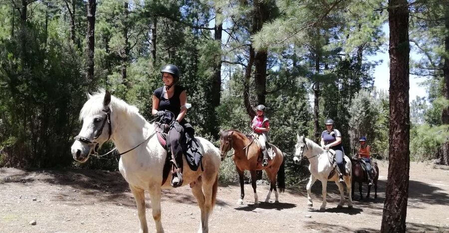 Tenerife: Guided Horseback Riding Tour to the Lomo Forest - Why the Lomo Forest ride feels different from Tenerife’s usual plans