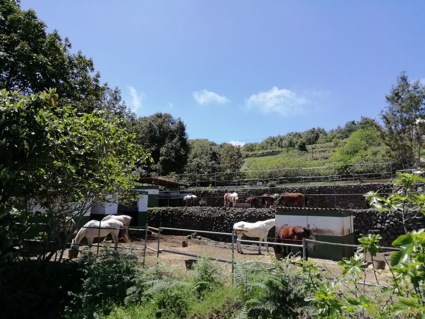 Tenerife: Guided Horseback Riding Tour to the Lomo Forest - The slow-walk trail through protected forest (12:00–13:50)