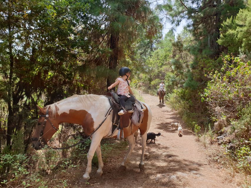 Tenerife: Guided Horseback Riding Tour to the Lomo Forest - Safety, dogs, and the language rule you should know