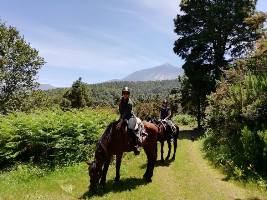 Tenerife: Guided Horseback Riding Tour to the Lomo Forest - Who this tour fits best (and who should choose another trail)