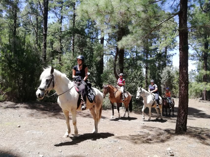Tenerife: Guided Horseback Riding Tour to the Lomo Forest - What to wear and bring for a smooth, comfortable ride