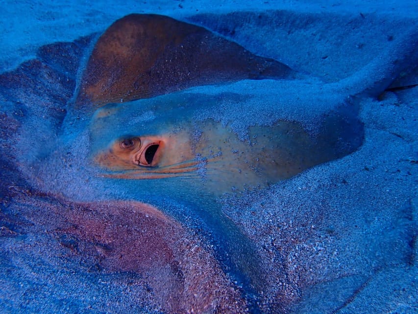 Tenerife: Half-Day Snorkeling Tour - Who this tour suits best (and who should skip it)