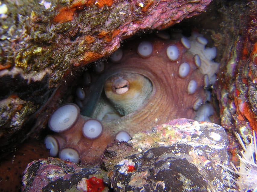 Tenerife: Half-Day Snorkeling Tour - Gear, rules, and packing basics (so you don’t lose time)