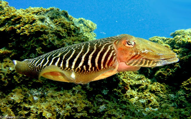 Tenerife: Half-Day Snorkeling Tour - What the SCUBA upgrade means for your afternoon