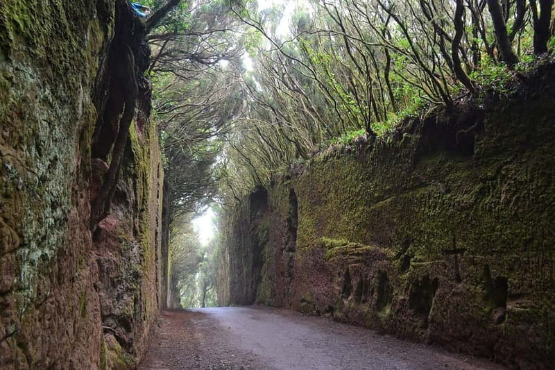 Tenerife Hidden Gem: Anaga Hike, Bajamar Pools & Cocktail - Anaga forest and the Path of the Senses: the day’s breathing space