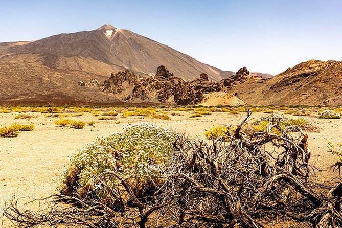 Tenerife Highlights Full-Day Tour - Icod de los Vinos and the Parque del Drago: dragon’s blood and a lunch break