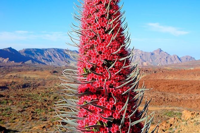 Tenerife Highlights Full-Day Tour - Mt. Teide National Park: the views come fast (and the cable car is out)
