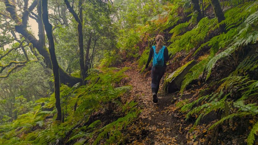Tenerife: Hike Above Masca in Enchanted Forest with Pick-up - From Hotel Door to Teno Trail: The Easy Start That Matters