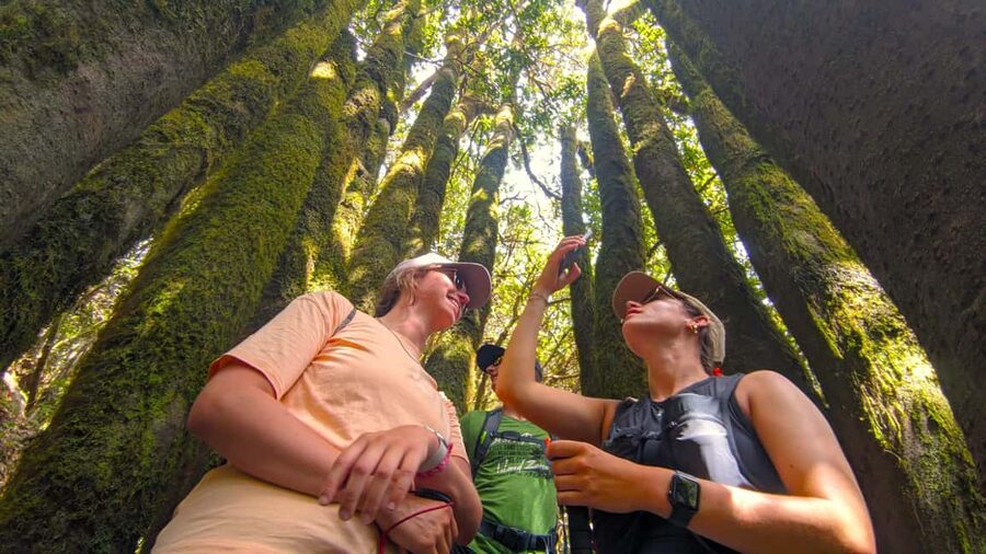 Tenerife: Hike Above Masca in Enchanted Forest with Pick-up - The 8 km Route: What Moderate Fitness Really Means Here