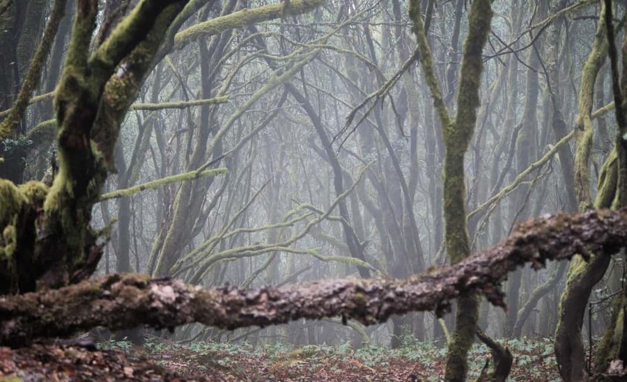 Tenerife: Hike Above Masca in Enchanted Forest with Pick-up - The Enchanted Forest Experience: Moss, Ferns, and Mist