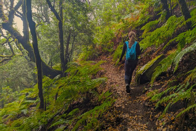 Tenerife: Hiking through Enchanted forest Above Masca with PICKUP - A hike that actually teaches Tenerife’s microclimates