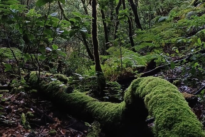 Tenerife: Hiking through Enchanted forest Above Masca with PICKUP - Natural Park of Teno: the climb that earns the views