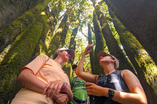Tenerife: Hiking through Enchanted forest Above Masca with PICKUP - Laurel forest and cloud days: where Tenerife turns storybook