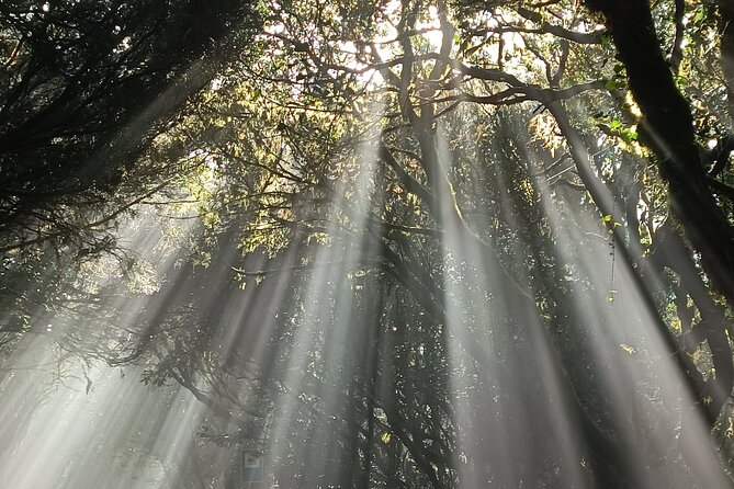 Tenerife: Hiking Tour in Anaga Mountains and Enchanted Forest - The short final climb that turns the day into a real accomplishment
