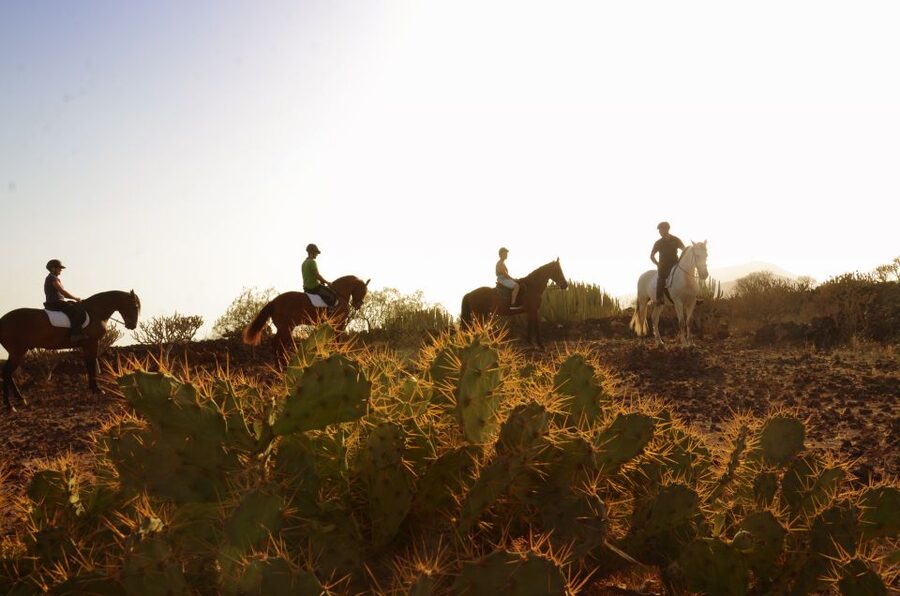 Tenerife: Horseback Ride with Instructor - Key highlights worth knowing