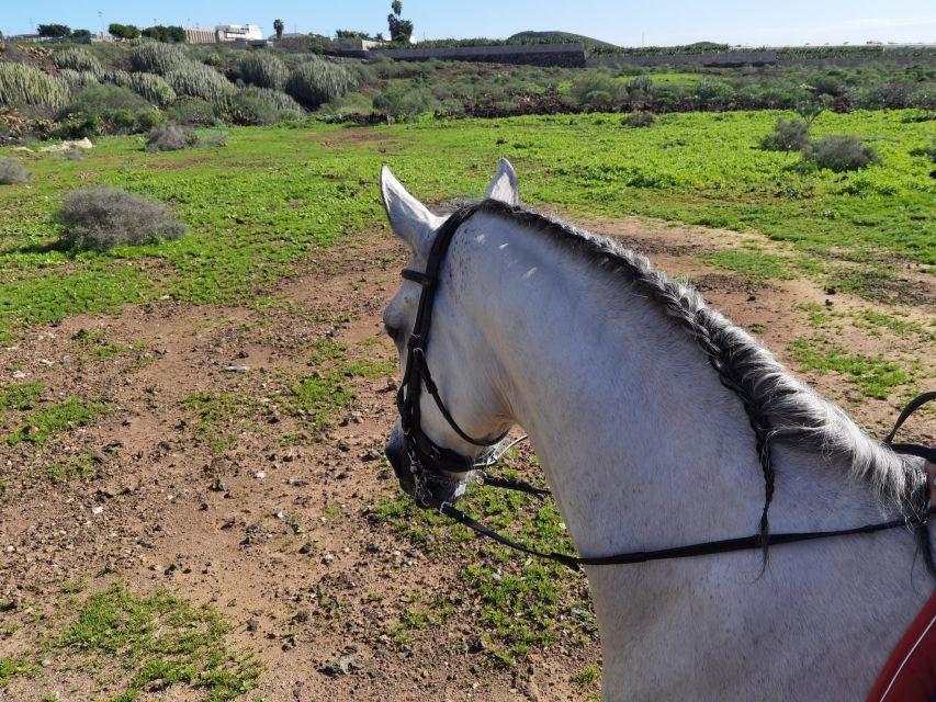 Tenerife: Horseback Ride with Instructor - How the instructor experience really works (and what to expect)